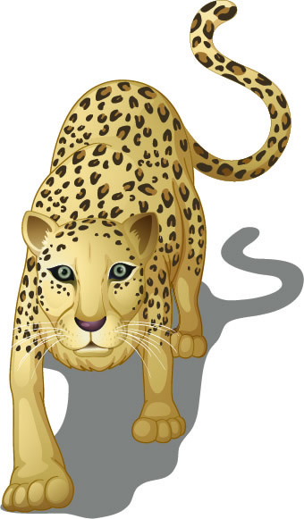 cómo encontrar un leopardo