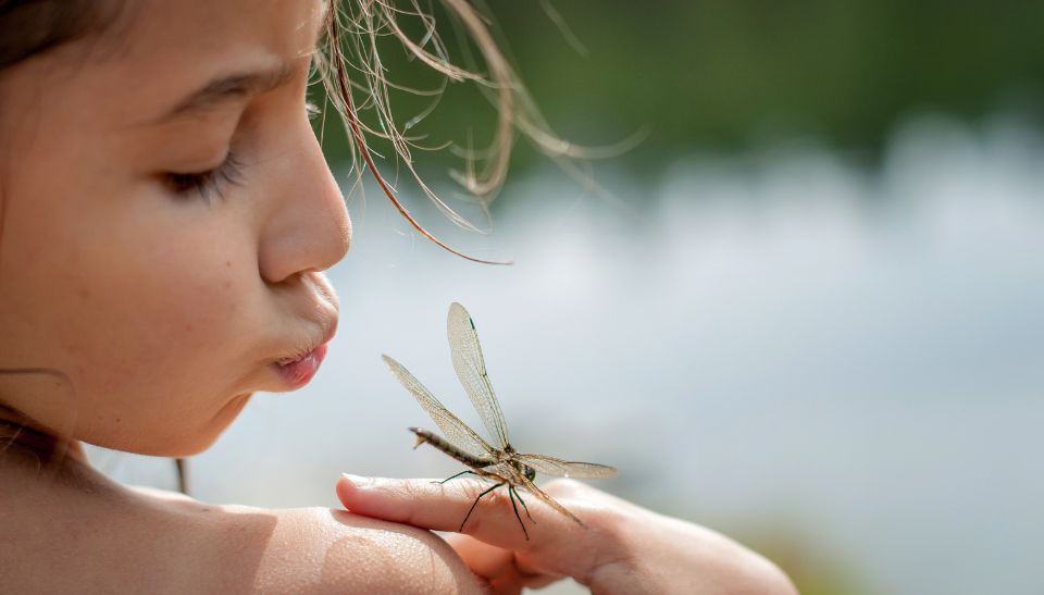 cómo trabajar la metáfora de la libélula con niños